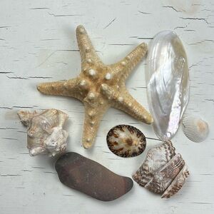 shells, sea star, starfish, rock, turkey wing shells,